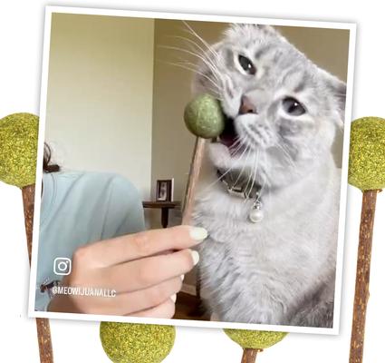 Lollies Silvervine Sticks with Catnip, 3 count