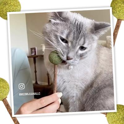 Lollies Silvervine Sticks with Catnip, 3 count