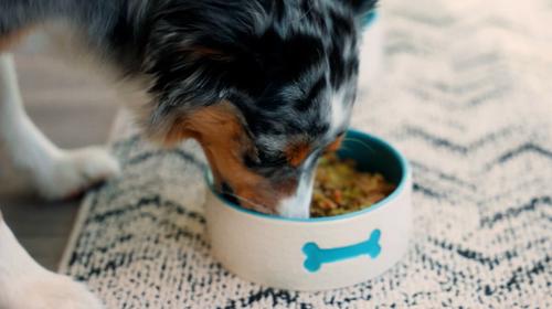 Canine Cognitive Support Powder Supplement for Dogs, 90 scoops