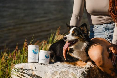 Liver Support Formula Chew Supplement for Dogs, 90 count jar