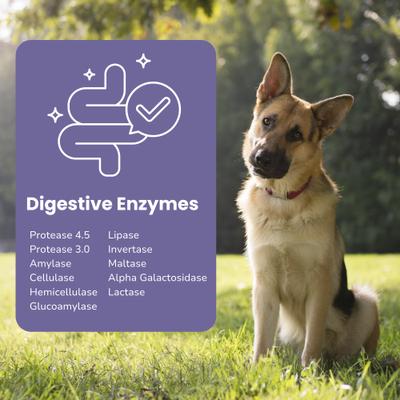 Paw-Gest Digestive Enzymes for Dogs & Cats, 5-oz
