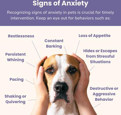 Glacier Peace Anxiety Relief Powder for Dogs & Cats, 3-oz