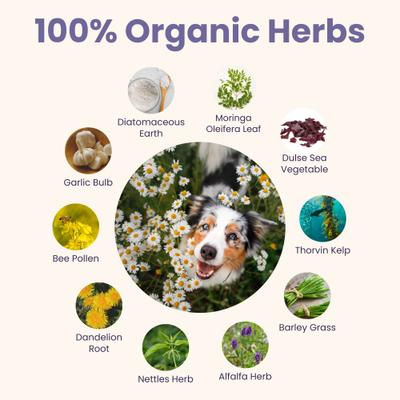 Daily Defense Powder Immune Supplement for Dogs & Cats, 3-oz