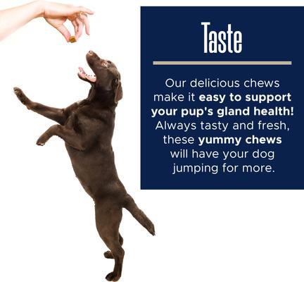 Glands Bowel Support Soft Chew Digestive Supplement for Dogs, 120 count