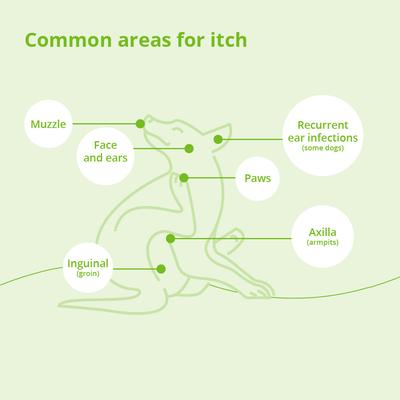 Spot-On Dog & Cat Skin Care Treatment, 8 count