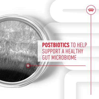 Digestive Support Soft Chews Supplement for Adult Dogs, 60 count, bundle of 4