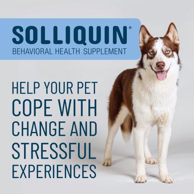 Solliquin Soft Chew Calming Behavioral Health Supplement for Large Dogs, 75 count