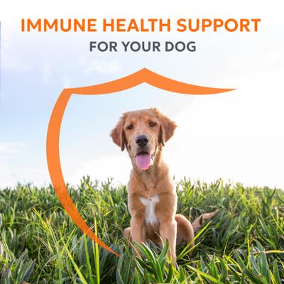 Imuquin Immune Support Powder Immune Supplement for Dogs, 30 count