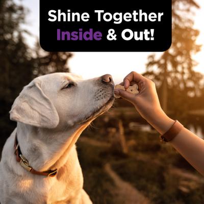 Immune & Digestive Health Chicken Flavor Supplement for Dogs, 16-oz jar