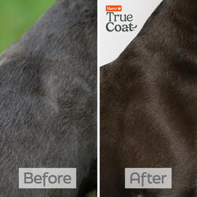 True Coat Short & Smooth Soothes & Shines with Oat Milk, Coconut Oil & Vitamin E Dog Shampoo, 16-fl oz bottle