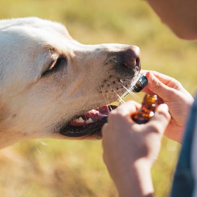 Full-Spectrum Hemp Oil Tincture for Dogs Over 75-lbs, 1000-mg, Well Blend, 30-mL