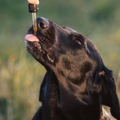 Full-Spectrum Hemp Oil Tincture for Dogs 51-74-lbs, 500-mg, Mobility Blend, 30-mL