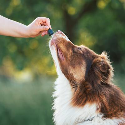 Full-Spectrum Hemp Oil Tincture for Dogs Less Than 25-lbs, 125-mg, Calm Blend, 30-mL