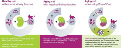 Kidney Powder Supplement for Cats, 30 count