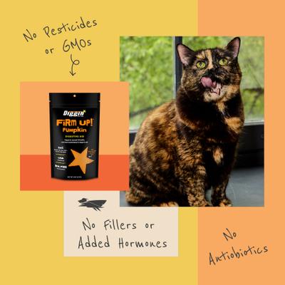 ¡Reafirma tu salud! Suplemento digestivo en polvo de calabaza para perros y gatos, bolsa de 28 g