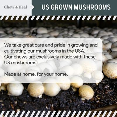 Immune Support Mushroom Complex Soft Chews Supplement for Dogs, 90 count