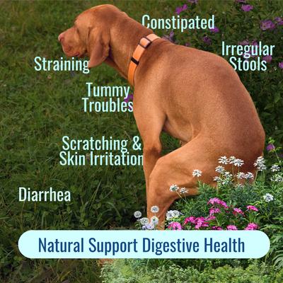 Gut Health 3-in-1 Prebotic Probotic Postbiotic Apple Flavored Powder Supplement for Dogs, 2.1-oz bag