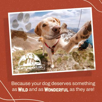 Deer Antler Dog Chew, Medium: 25 to 45-lbs