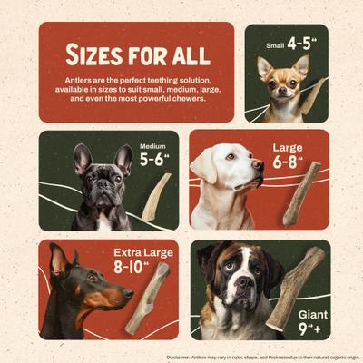 Elk Antler Dog Chew, Small: 5 to 25-lbs, 2 count