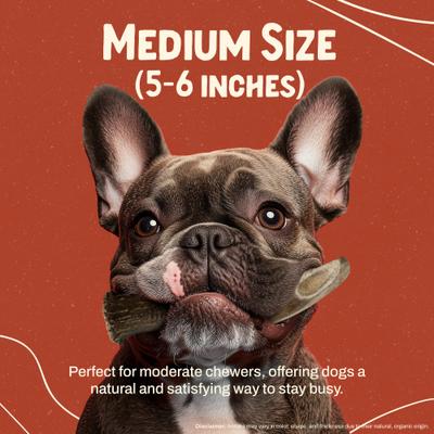 Deer Antler Dog Chew, Medium: 25 to 45-lbs