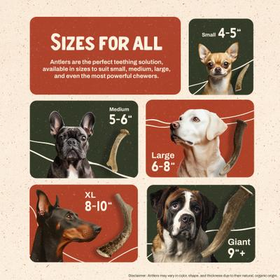 Deer Antler Dog Chew, Small: 5 to 25-lbs, 2 count