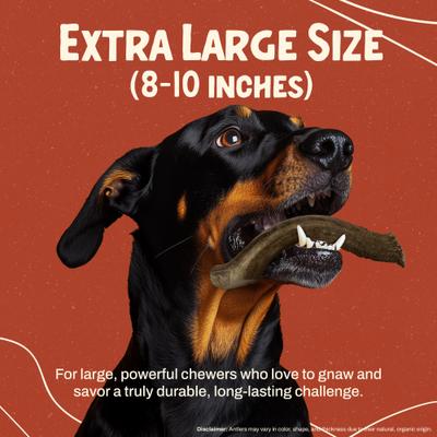 Deer Antler Dog Chew, X-Large: 65 to 85-lbs