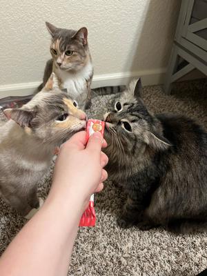 Kitty Licks Chicken Variety Lickable Cat Treats, 60 count