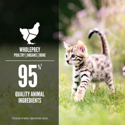 Premium Chicken & Salmon Entree in Bone Broth Pate Wet Kitten Cat Food, 5.5-oz can, case of 6