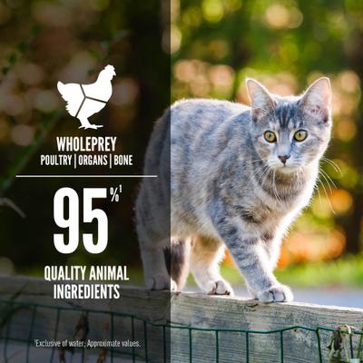 Premium Original Entree in Bone Broth Pate Wet Cat Food, 5.5-oz can, case of 12