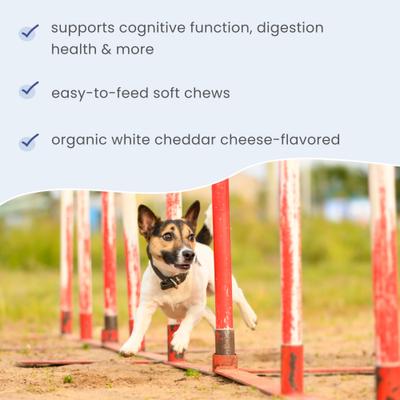 Brain Boost Bites Supplement for Dogs & Cats, 6.34-oz bag