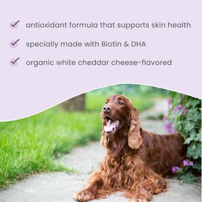 Skin Support Cheese Flavored Supplement Bites for Adult Dogs & Cats, 6.34-oz