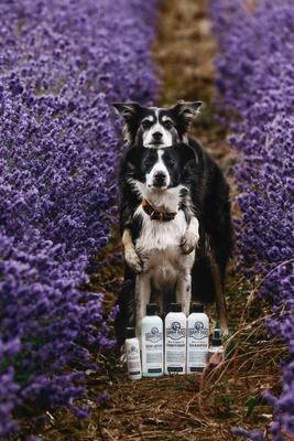 Skin Lotion Dog Skin Irritation Treatment Lotion, 16-fl oz bottle