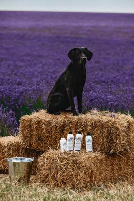 Skin Lotion Dog Skin Irritation Treatment Lotion, 16-fl oz bottle