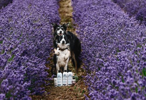 Skin Lotion Dog Skin Irritation Treatment Lotion, 16-fl oz bottle