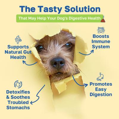 Digestive Health Soft Chews Supplement for Dogs, 100 count