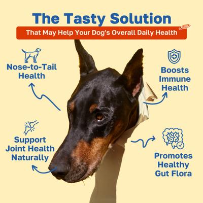 10 in 1 Multivitamin Soft Chews Supplement for Dogs, 100 count