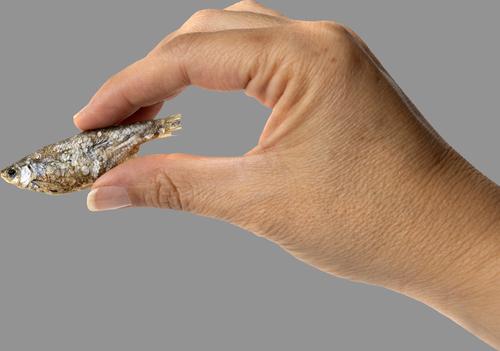 Whole Minnows Freeze-Dried Dog Treats, 2.5-oz bag