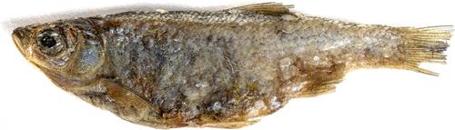 Whole Minnows Freeze-Dried Dog Treats, 2.5-oz bag