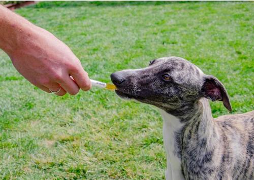 Epiitalis Forte Liquid Joint Supplement for Dogs, 100-mL bottle