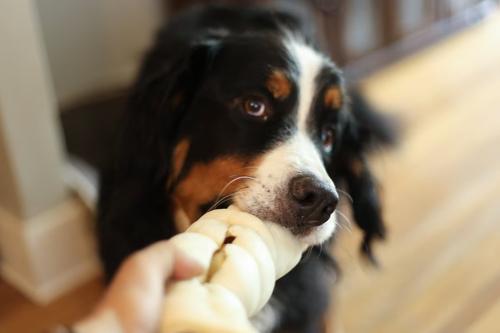 Buffalo Beef Cheek Rolls Dog Treat, 5 count, 5 - 6 inches