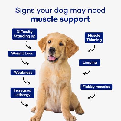 Power Pack Hip & Joint Formula & Muscle Formula Chew Supplement for Dogs, 60 count