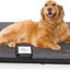 Loop Lounge tPEMF Dog & Cat System, Small