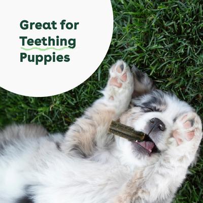 Mint Flavored Dental Dog Treats, 14 count