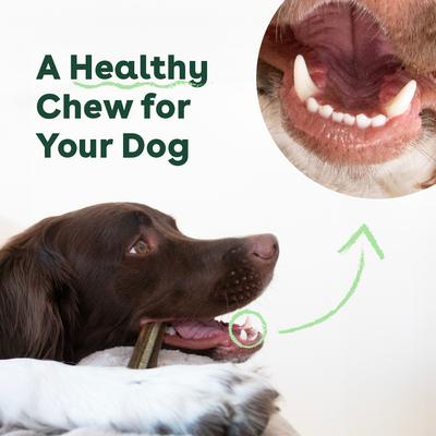 Mint Flavored Dental Dog Treats, 14 count