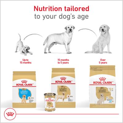 Breed Health Nutrition Labrador Retriever Loaf Pate Adult Wet Dog Food, 13.5-oz, case of 12