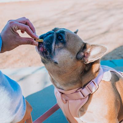 Full-Spectrum Hemp Oil Bites Mobility Blend Tumeric Flavored Joint Chew Supplement for Dogs, 30 count