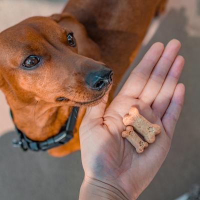 Full-Spectrum Hemp Oil Bites Well Blend Creamy Coconut Flavored Immune Chew Supplement for Dogs, 30 count