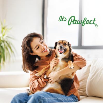 Himalayan Cheese Bars Turmeric Dog Chews, Large, 10 count