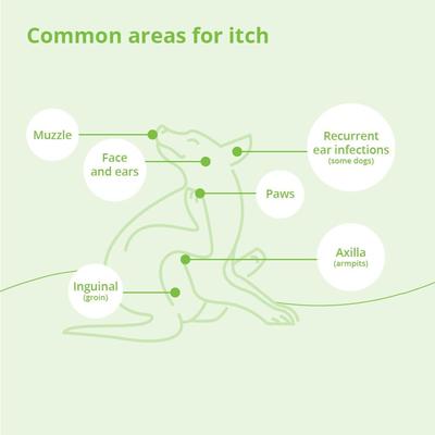 Oatmeal Shampoo for Dogs, Cats & Horses, 12-fl oz bottle