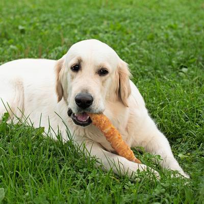 Rollitos de cuero crudo envueltos en pollo, golosinas masticables para perros de 9 pulgadas, 10 unidades